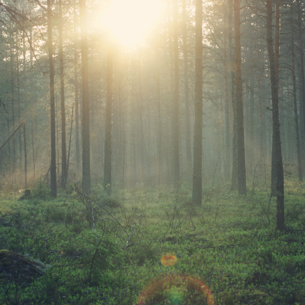 Wald Heidekreis Jagd und Natur Jäger und Jägerinnen